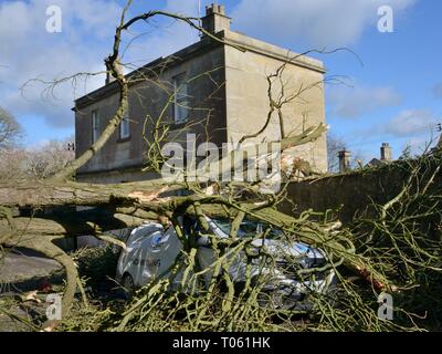 Box, Wiltshire, UK. 17th March. Van crushed by a Horse Chestnut tree blown down in gales brought by 'the Beast from the West' Storm Hannah. Credit: Nick Upton/Alamy Live News Stock Photo