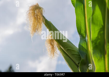 cobs not yet ripe in the field Stock Photo