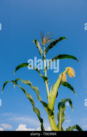 cobs not yet ripe in the field Stock Photo