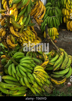 Bunches of bananas are stacked up in piles awaiting their turn at the farmers stand Stock Photo