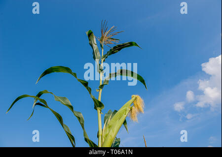cobs not yet ripe in the field Stock Photo