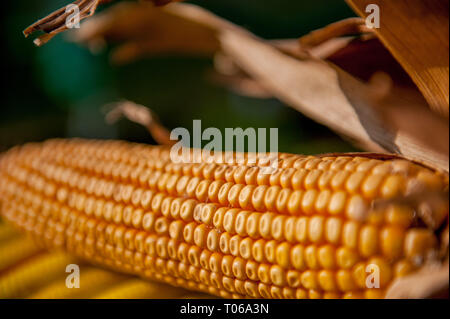 cobs not yet ripe in the field Stock Photo