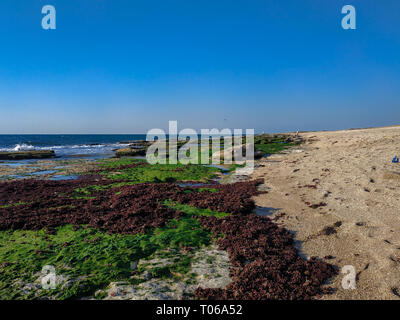 Bustan HaGalil sandy beach with rocks near Acre Haifa Israel. Akko seashore Mediterranean sea. Clear water stones covered with seaweed. Blue sunny sky Stock Photo