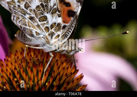 American Lady Butterfly on Purple Cone Flower Stock Photo