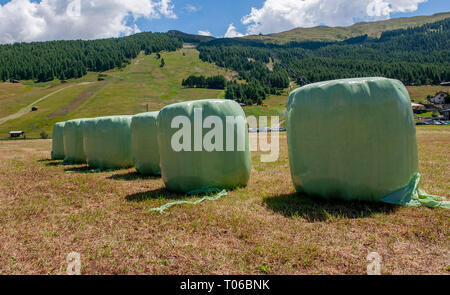 Bales of hay packed in green plastic Stock Photo