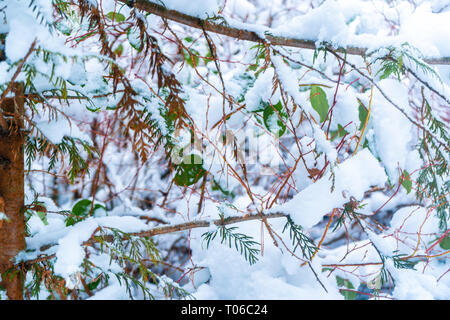 Background of green leaves showing in snowfall after a snowstorm in Vancouver (Delta) BC, at Burns Bog. Snowy forest scenes. Stock Photo