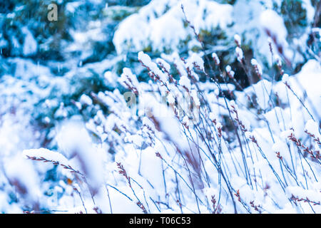 Selective focus background with blur of brown tall grass standing out against white snow and blue green forest Stock Photo