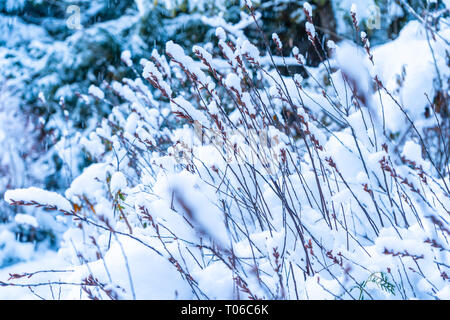 Background of snow covered tall grass stems or forest plant in winter, depicting winter weather, beauty in nature and winter beauty Stock Photo