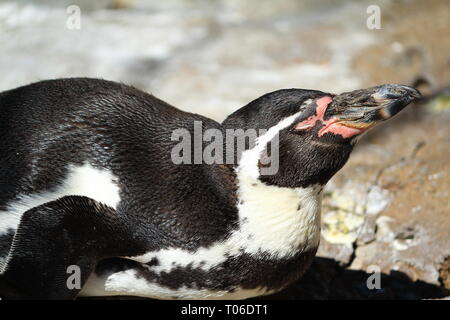 Penguin laying down on a sunny afternoon Stock Photo