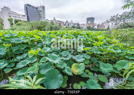 Taito-ku, Tokyo - July 27, 2017: Water lilies at Lotus pond (Hasu no Ike) within Shinobazu pond (Shinobazu no Ike) Located on the Benten Island in Uen Stock Photo