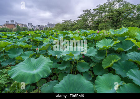 Taito-ku, Tokyo - July 27, 2017: Water lilies at Lotus pond (Hasu no Ike) within Shinobazu pond (Shinobazu no Ike) Located on the Benten Island in Uen Stock Photo