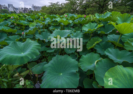 Taito-ku, Tokyo - July 27, 2017: Water lilies at Lotus pond (Hasu no Ike) within Shinobazu pond (Shinobazu no Ike) Located on the Benten Island in Uen Stock Photo