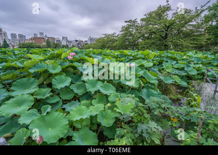 Taito-ku, Tokyo - July 27, 2017: Water lilies at Lotus pond (Hasu no Ike) within Shinobazu pond (Shinobazu no Ike) Located on the Benten Island in Uen Stock Photo