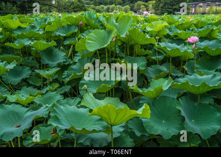 Taito-ku, Tokyo - July 27, 2017: Water lilies at Lotus pond (Hasu no Ike) within Shinobazu pond (Shinobazu no Ike) Located on the Benten Island in Uen Stock Photo