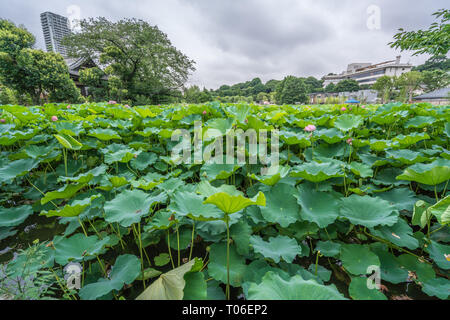 Taito-ku, Tokyo - July 27, 2017: Water lilies at Lotus pond (Hasu no Ike) within Shinobazu pond (Shinobazu no Ike) Located on the Benten Island in Uen Stock Photo