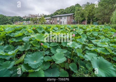 Taito-ku, Tokyo - July 27, 2017: Water lilies at Lotus pond (Hasu no Ike) within Shinobazu pond (Shinobazu no Ike) Located on the Benten Island in Uen Stock Photo