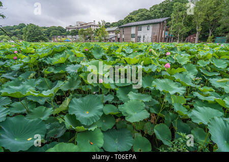 Taito-ku, Tokyo - July 27, 2017: Water lilies at Lotus pond (Hasu no Ike) within Shinobazu pond (Shinobazu no Ike) Located on the Benten Island in Uen Stock Photo