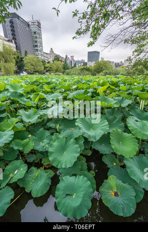 Taito-ku, Tokyo - July 27, 2017: Water lilies at Lotus pond (Hasu no Ike) within Shinobazu pond (Shinobazu no Ike) Located on the Benten Island in Uen Stock Photo