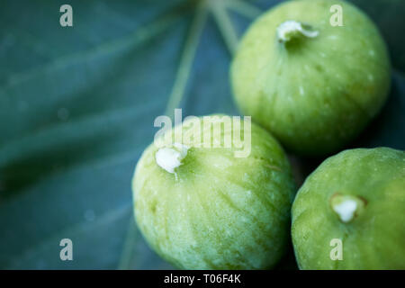 Three figs on a fig leaf with white sap on the tips. Stock Photo