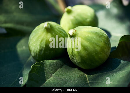 Three figs backlit on a fig leaves with white sap on the tips. Stock Photo