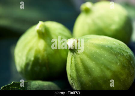 A close up of three figs backlit on a fig leaves with white sap on the tips. Stock Photo