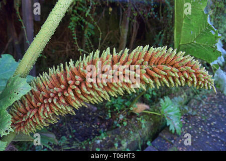 fan palm plant Fountain Palm Indoor Decorative Foliage main image 1