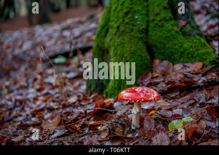 poisonous mushroom in the autumn forest Stock Photo