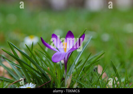 Beautiful Dutch crocuses are open in the morning of the first spring day Stock Photo