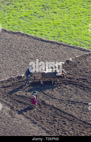 Farmer, using Zebu Oxen (Bos indicus), to plough and prepare a paddy field for resowing a new crop of rice. Northern India. January, February. Stock Photo