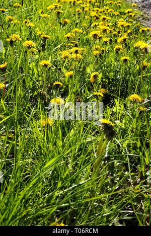 Sow thistle flowers growing in grass on the roadside Stock Photo