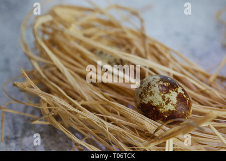 raw quail eggs in hay. country style. group of fresh quail eggs on light concrete. Copy space. Stock Photo