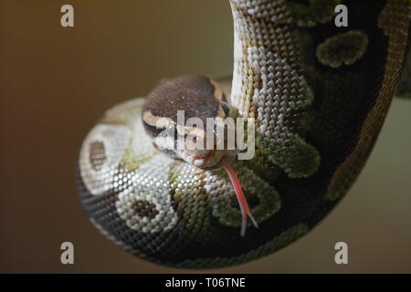 A close up portrait of a young python with head down and forked tongue out Stock Photo