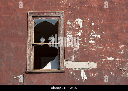 Two pigeons standing on a wooden window frame with broken glass on a burgundy plaster wall of an abandoned building Stock Photo
