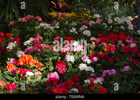 Field of multicolored geraniums and flowers in red, pink, and white with green foliage from San Miguel de Allende Juarez Park Candelaria 2019 Stock Photo