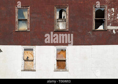 Pigeon standing on a wooden window frame with broken glass on a burgundy and white plaster wall of an abandoned building with five windows Stock Photo