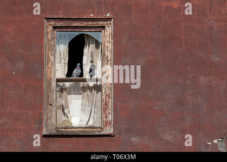Pigeon standing on a wooden window frame with broken glass on a burgundy plaster wall of an abandoned building Stock Photo
