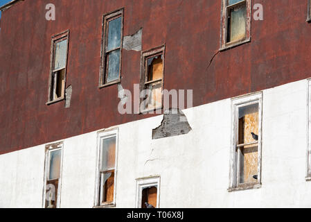 Three pigeons standing on wooden window frames with broken glass on a burgundy and white plaster wall of an abandoned building with several windows Stock Photo
