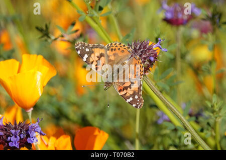 A painted lady butterfly is shown on a flower during migration through Southern California, USA. Stock Photo