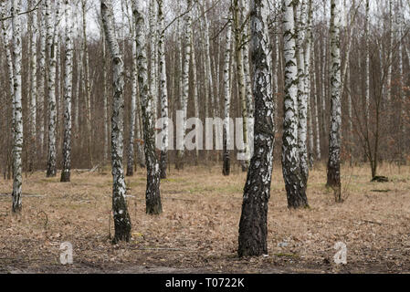 birch forest on early spring  claudy day Stock Photo