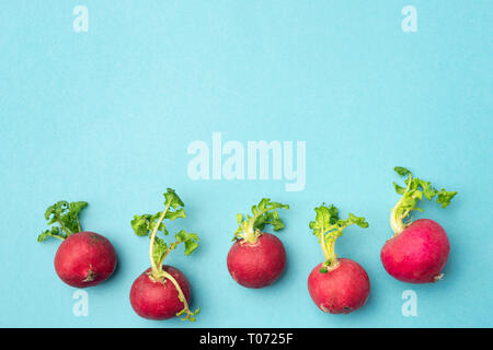Fresh spring radish with green tops on blue background, copy space for text Stock Photo