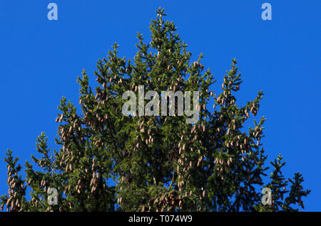 Crown of green Norwegian spruce with many cones on the background of the blue sky Stock Photo