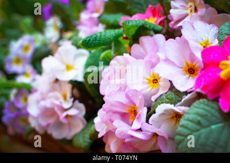 Light violet Primula spring flowers with yellow middle and raindrops on petals on flowerstand with blurry flowers in background Stock Photo