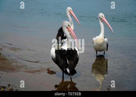 Three  beautiful Pelicans standing in the blue water Stock Photo