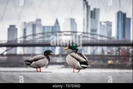 Frankfurt am Main, Germany. 11th Jan, 2015. Two ducks are pictured against the high-rise skyline of Frankfurt am Main, Germany, 11 January 2015. Credit: Frank Rumpenhorst/dpa | usage worldwide/dpa/Alamy Live News Stock Photo