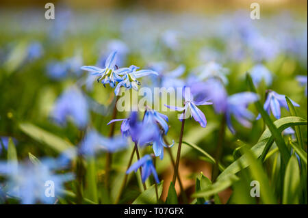 Hannover, Germany. 18th Mar, 2019. Blue stars (Scilla siberica) bloom on a meadow in the cemetery at the Lindener Berg. Credit: Christophe Gateau/dpa/Alamy Live News Stock Photo