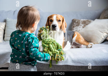 Dog with a cute caucasian baby girl. Beagle lie on sofa, baby comes with toy to play with him. Copy space. Stock Photo