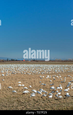 Overwintering migratory Lesser Snow Geese, Chen caerulescens, feeding and resting in an agricultural field at Brunswick Point, Ladner, BC. Stock Photo