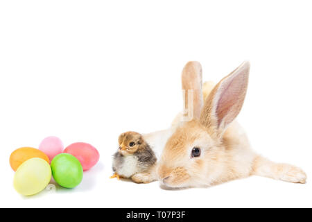 Easter Bunny with chicken and painted eggs on white background Stock Photo