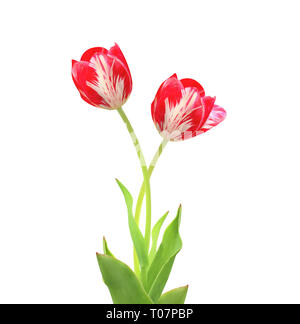 Two tulips of red color. Isolated on white background Stock Photo