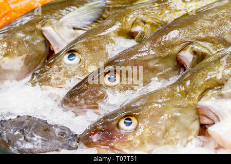 Fresh cod on ice for sale at Billingsgate Fish Market in Poplar in London Stock Photo